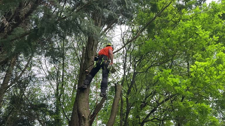 Tree and Shrub Care in Bertram, TX